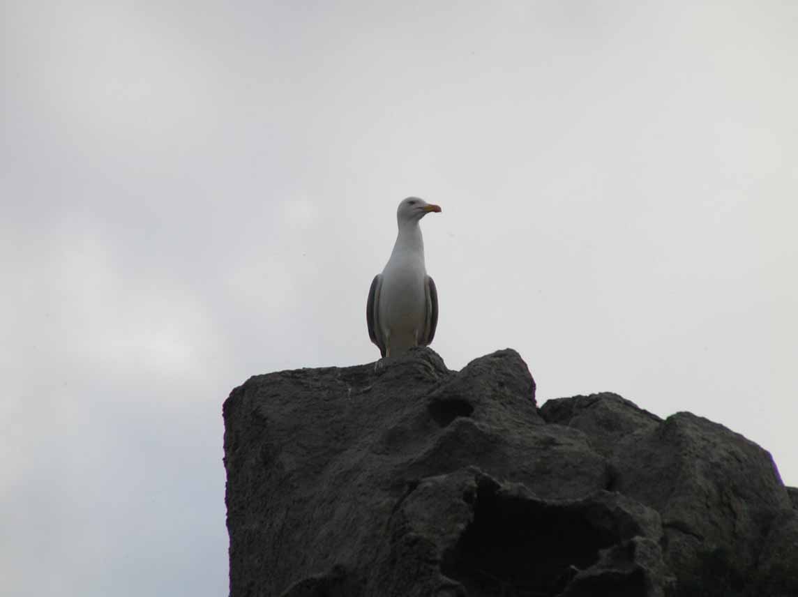 Larus sp.